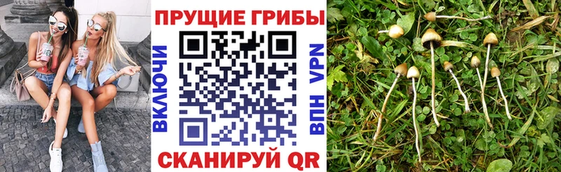 цены наркотик Новочебоксарск Псилоцибиновые грибы MAGIC MUSHROOMS